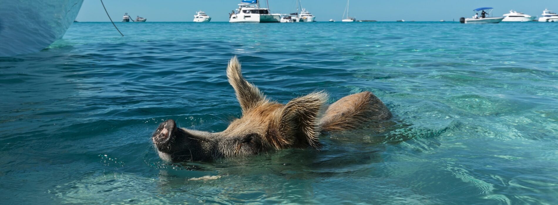 Pig Island