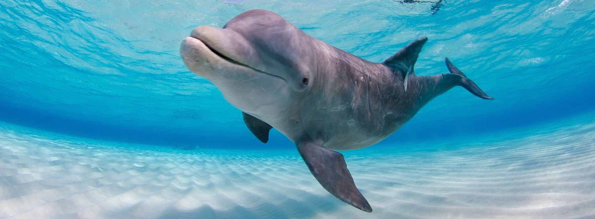 delfin