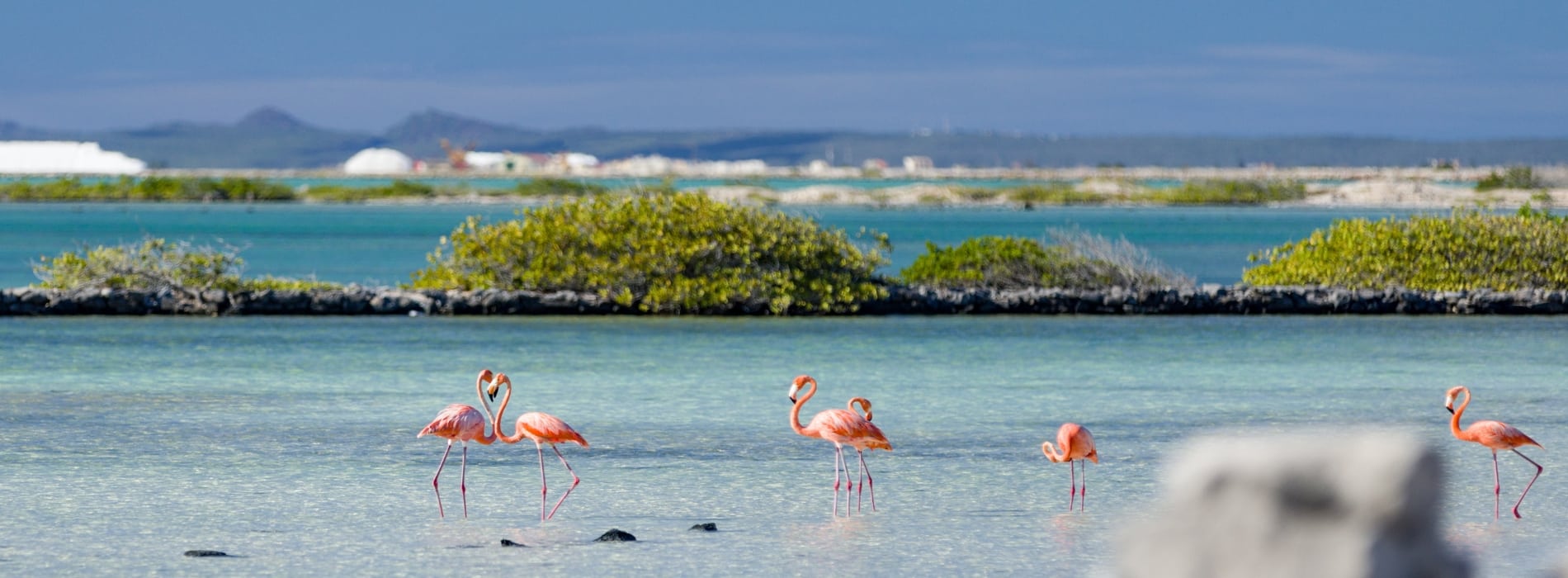 flamingos